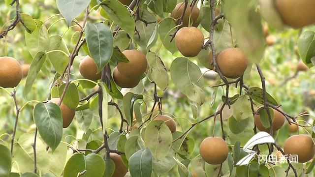 夏津红薯价格动态分析报告