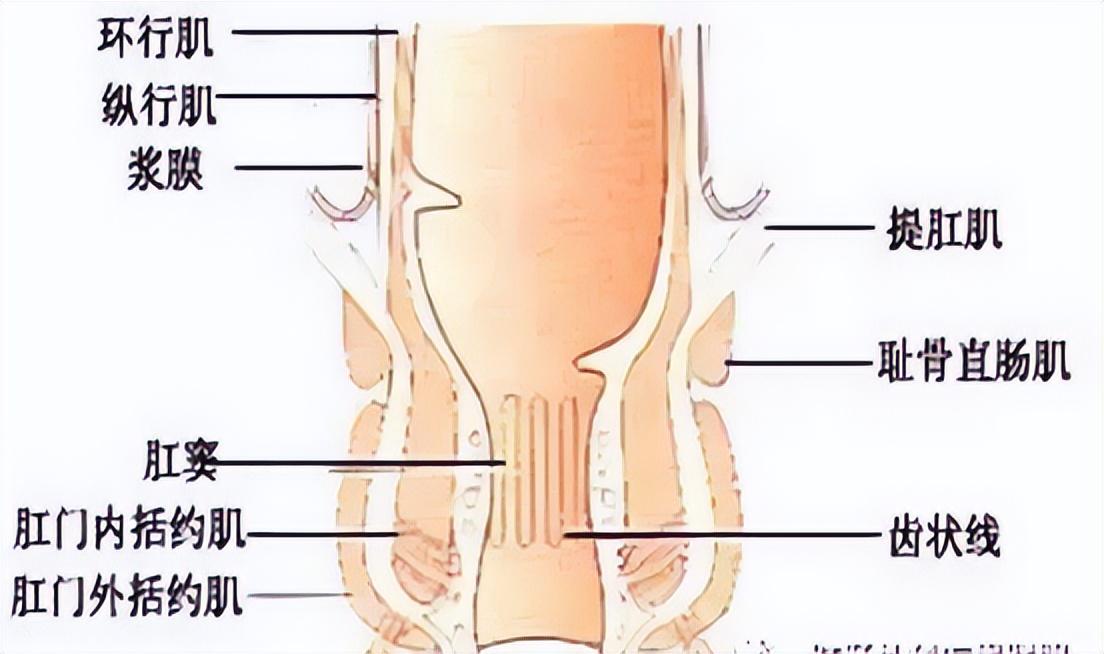 肛瘘最新治疗方法简介