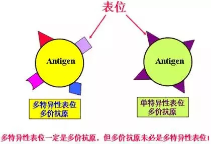 三肖必中三期必出资料,深入执行数据策略_MR93.591