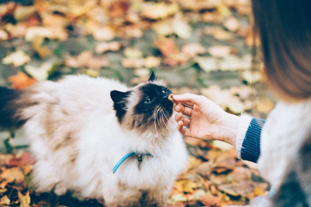 最新蝴蝶猫，魅力与特性的独特展现