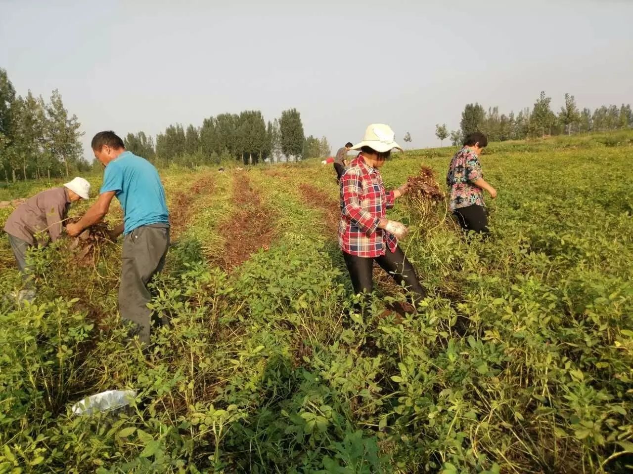 新鲜花生之旅，从田间到餐桌的采摘之旅