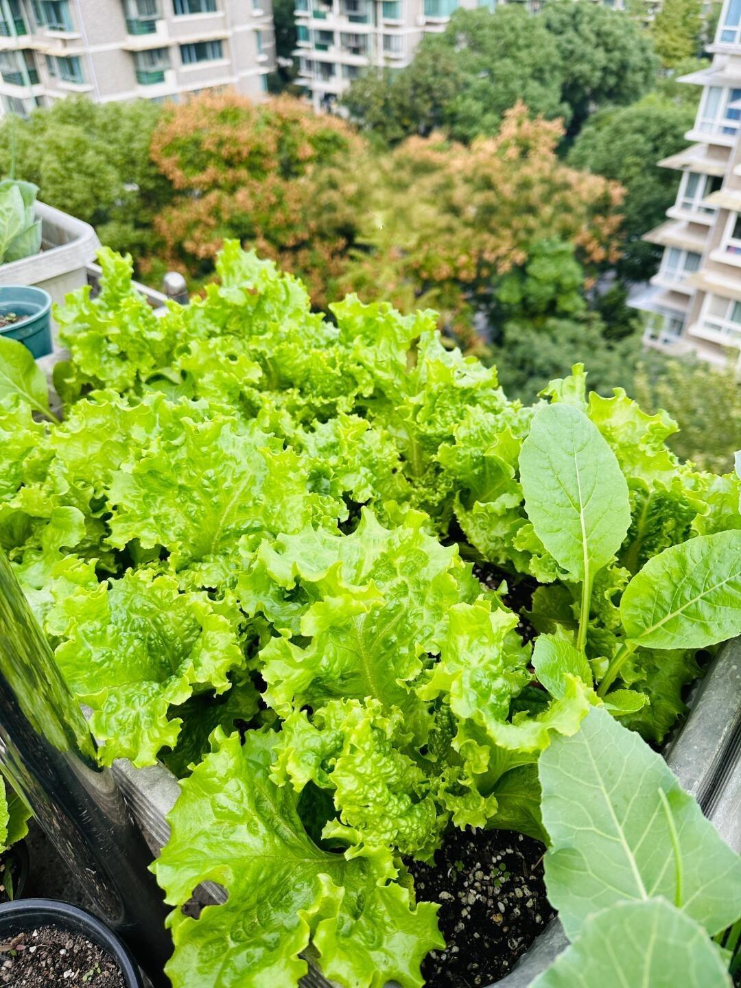 探索绿色健康饮食新篇章，最新蔬菜种植技术揭秘